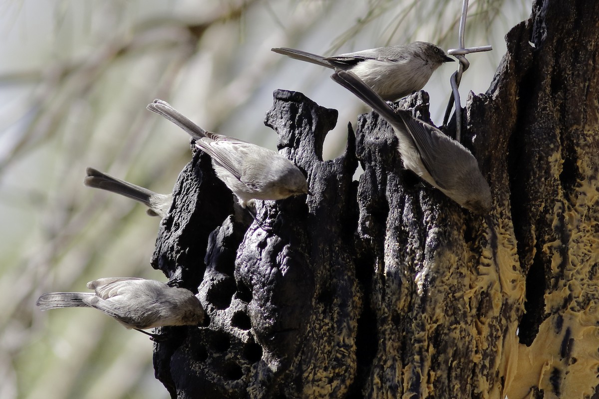 Bushtit - ML610335156