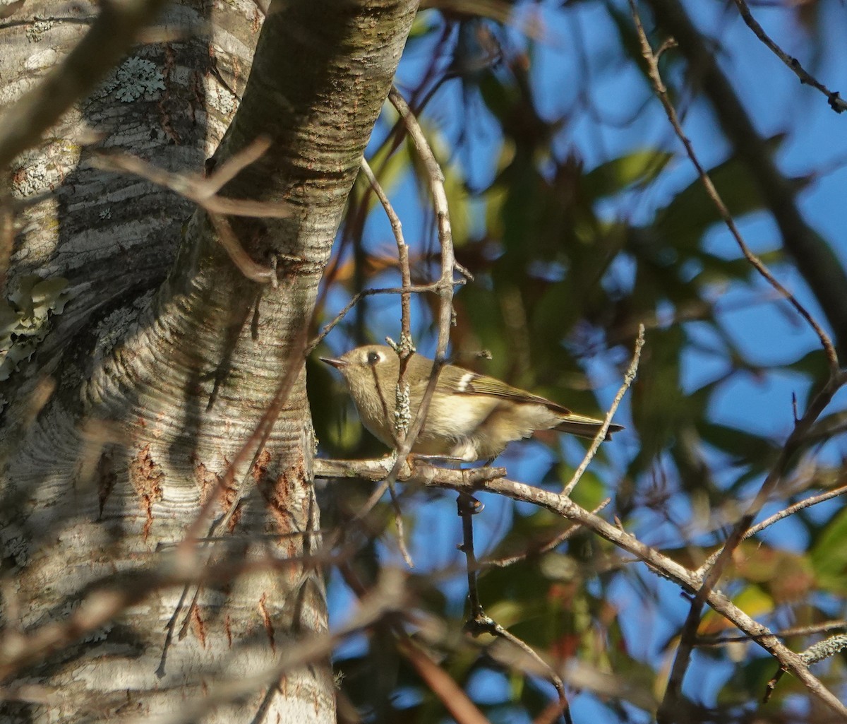 Ruby-crowned Kinglet - Dave Hart