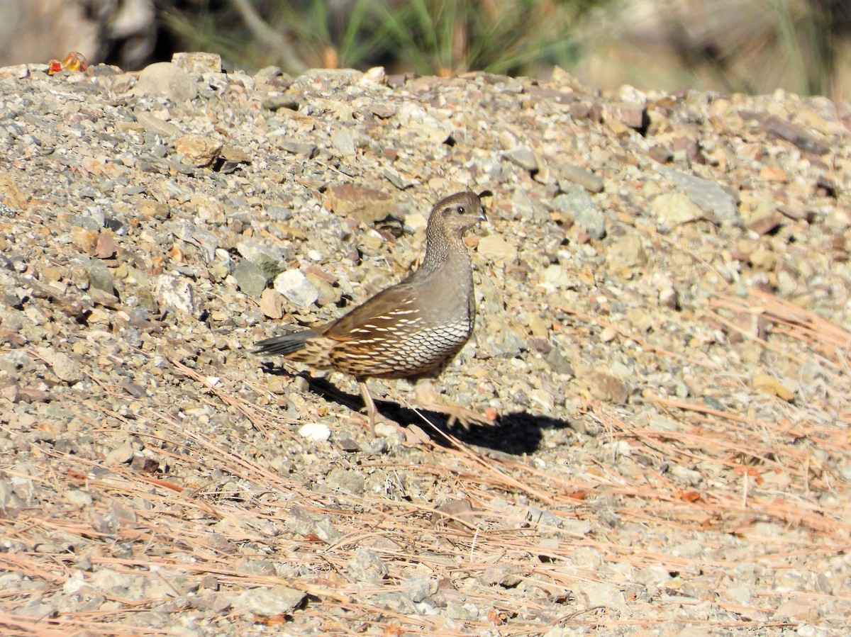 California Quail - ML610335211