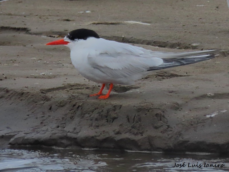 South American Tern - José Luis Ianiro