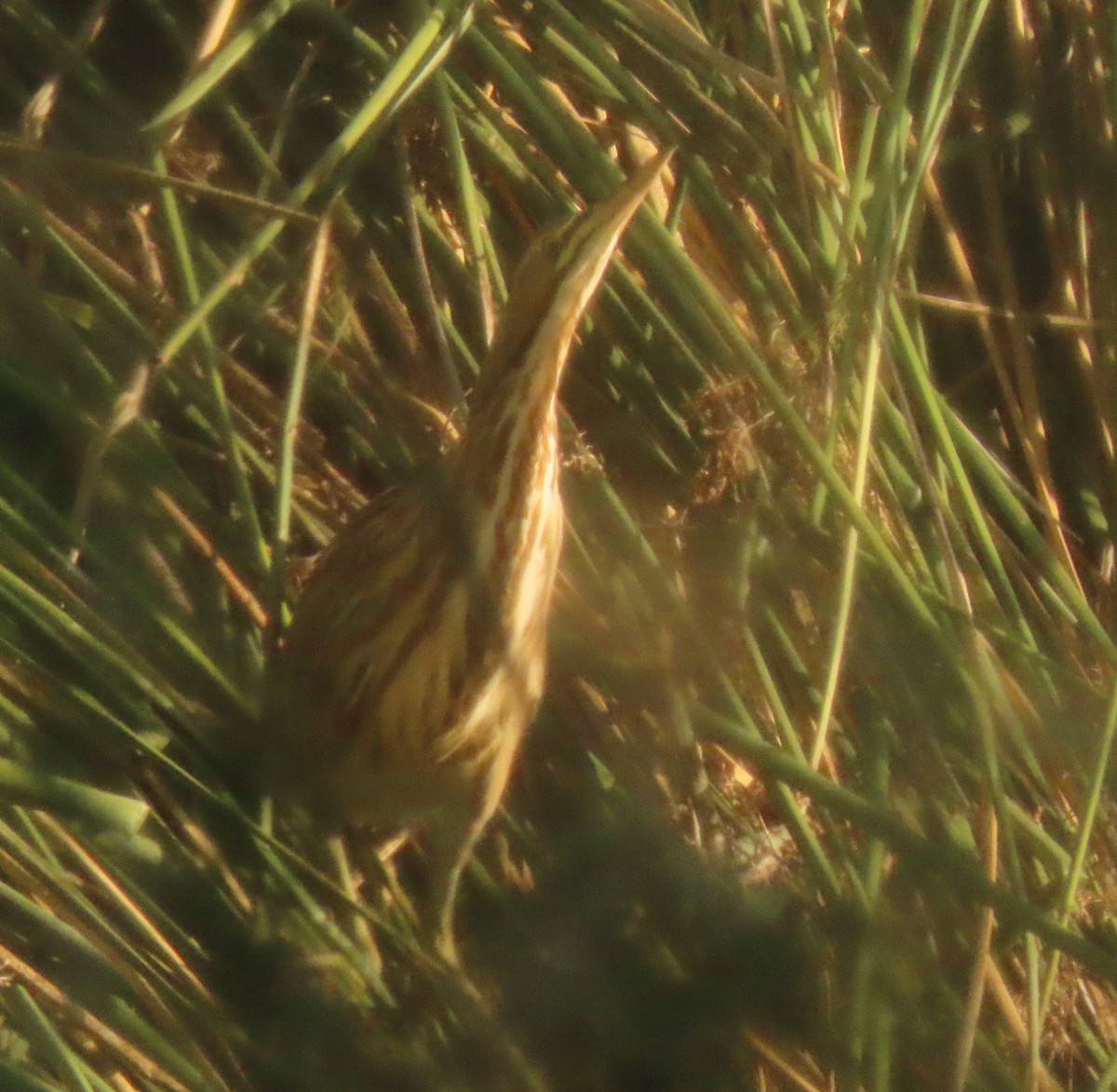 American Bittern - ML610335218