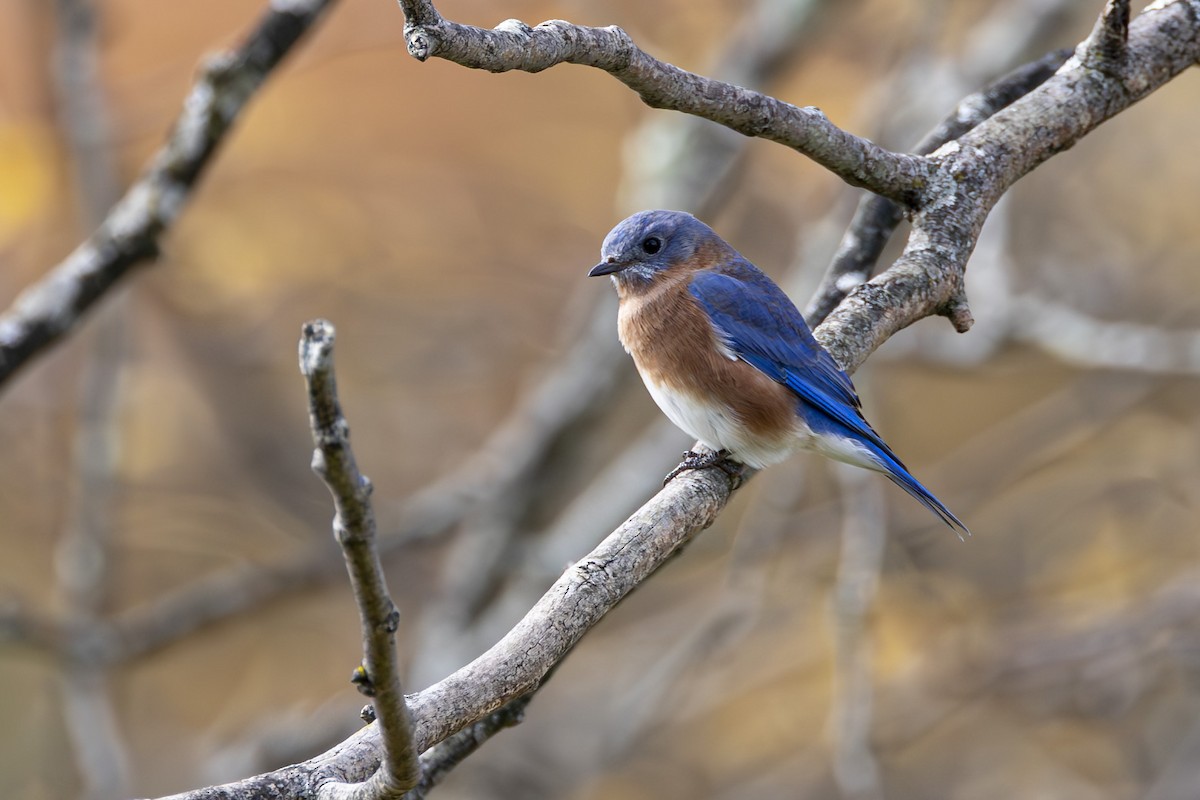Eastern Bluebird - ML610335232