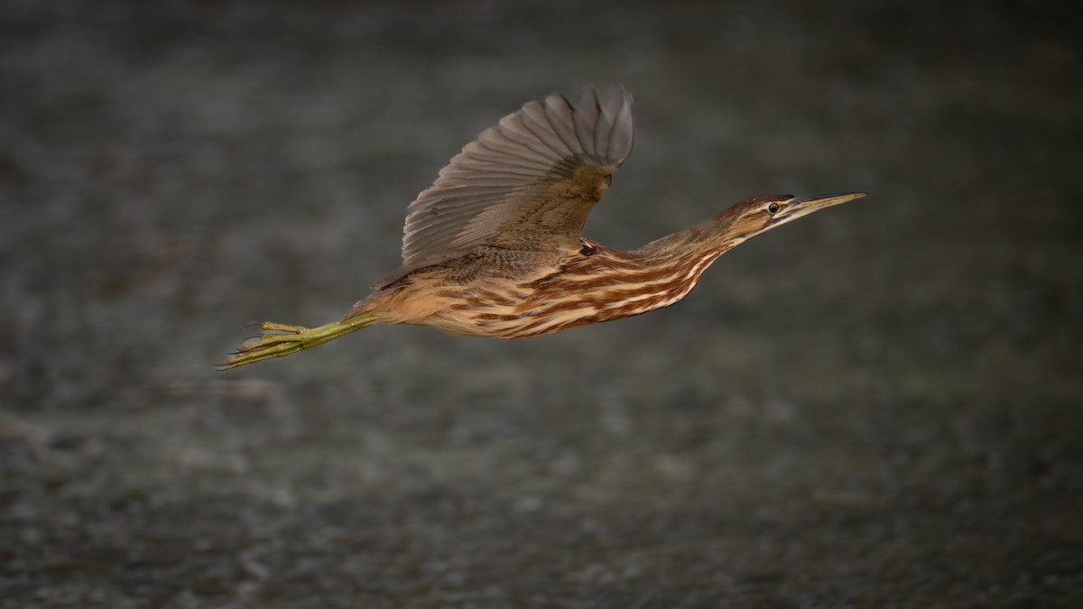 American Bittern - ML610335343