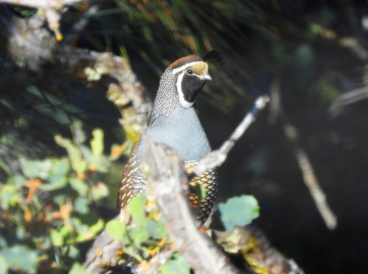 California Quail - ML610335358