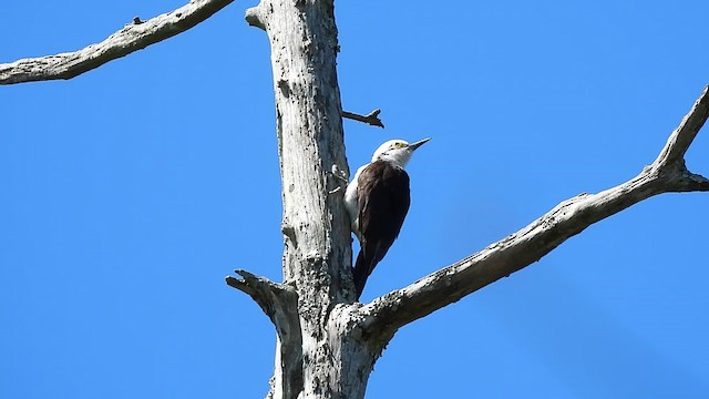 White Woodpecker - ML610335367