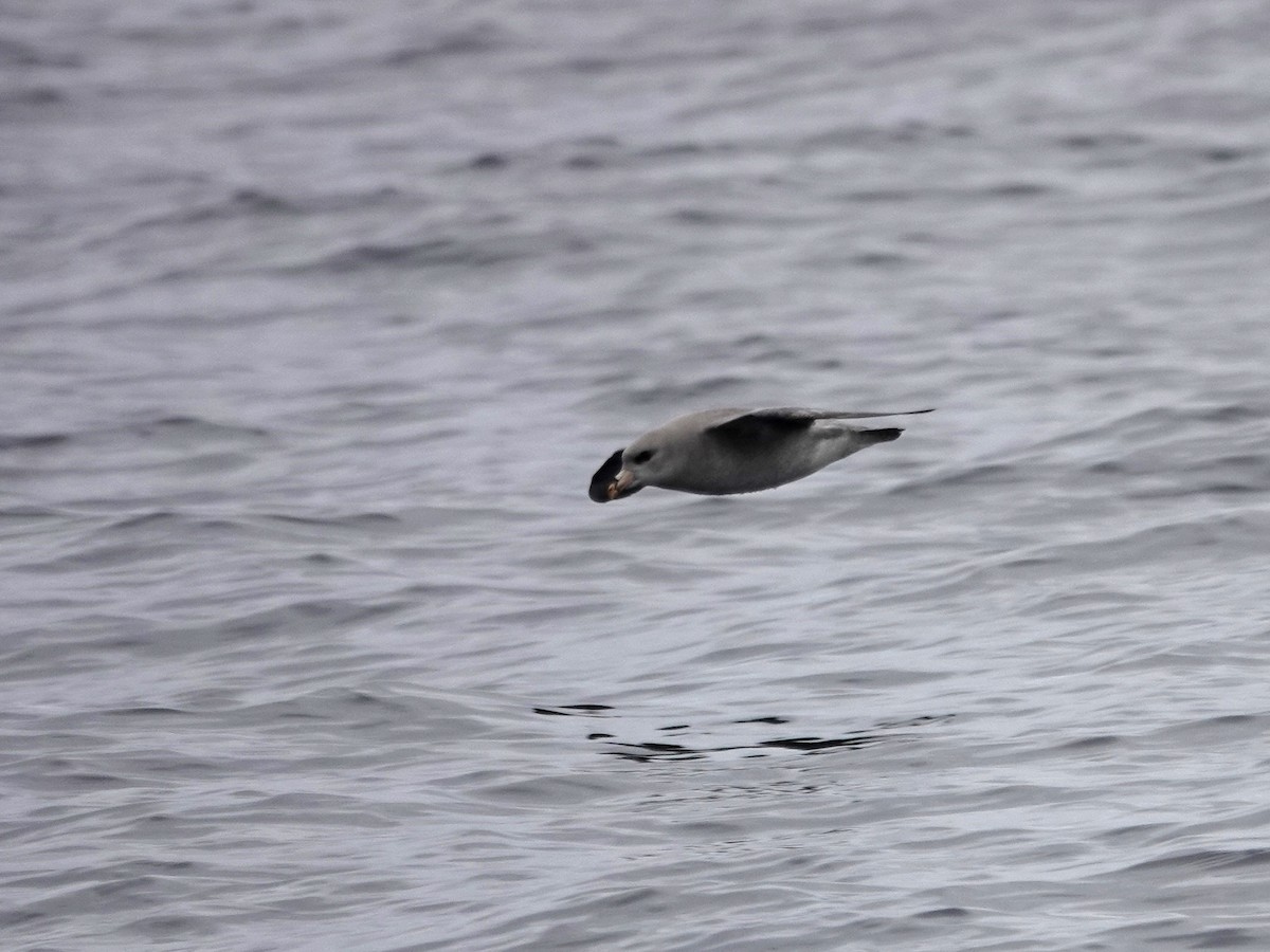 Fulmar boréal - ML610335372