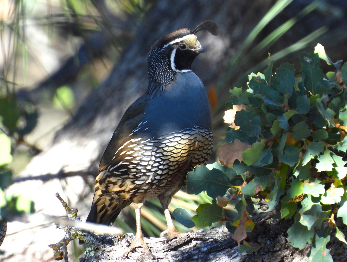 California Quail - ML610335374