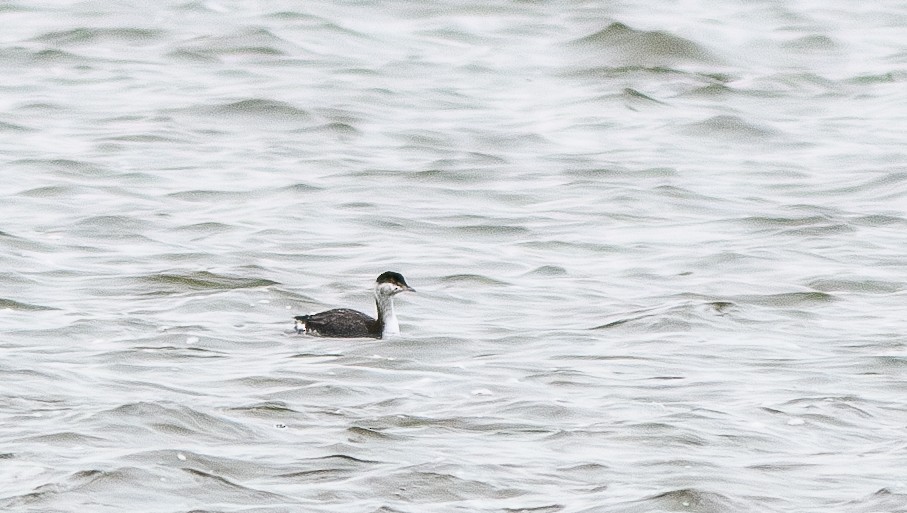 Horned Grebe - ML610335412