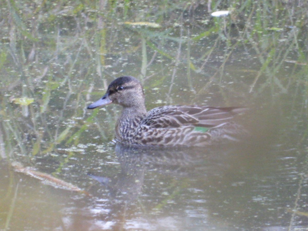 Green-winged Teal - ML610335581