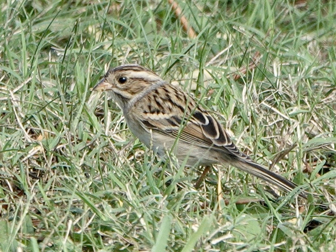 Clay-colored Sparrow - Brian Daniels