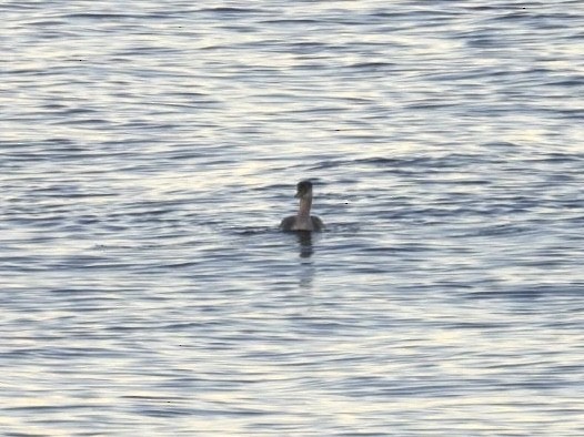 Red-necked Grebe - ML610335783