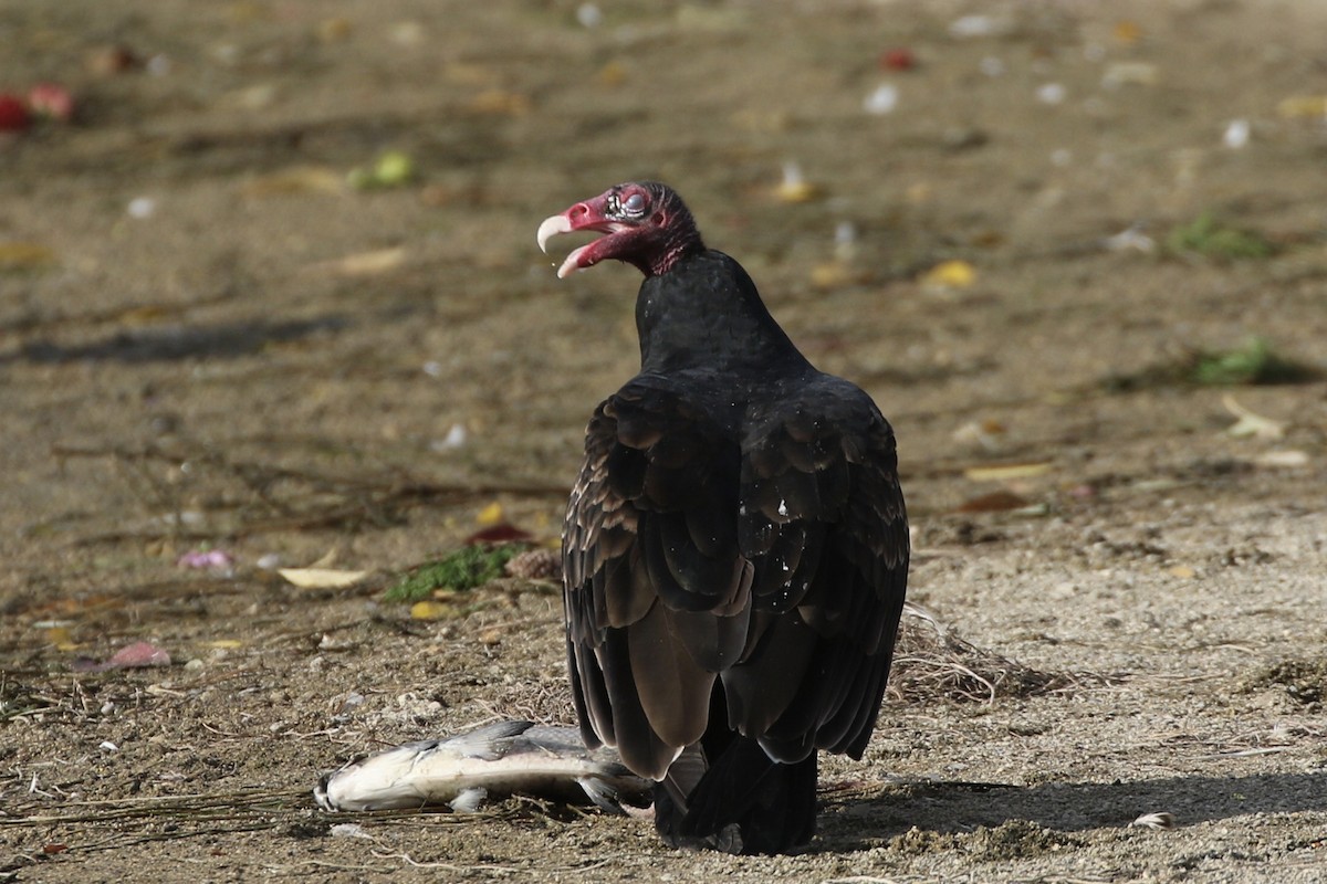 Turkey Vulture - ML610335801