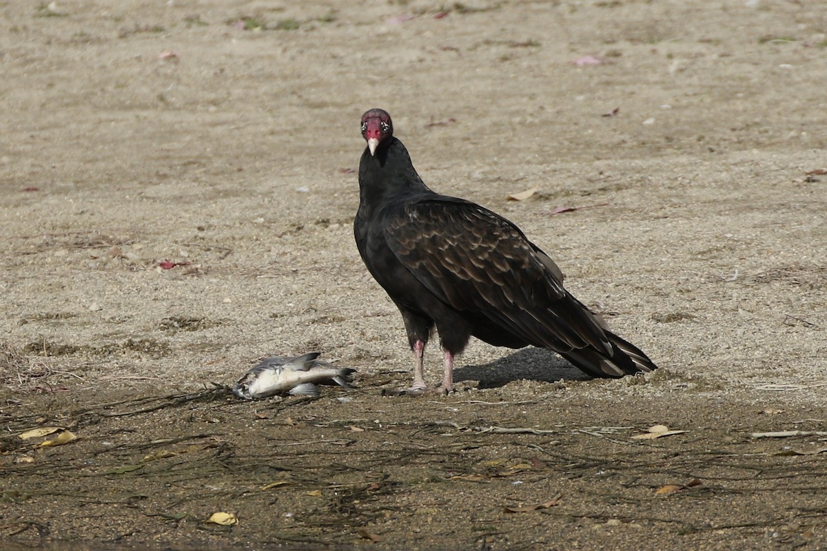 Turkey Vulture - ML610335805