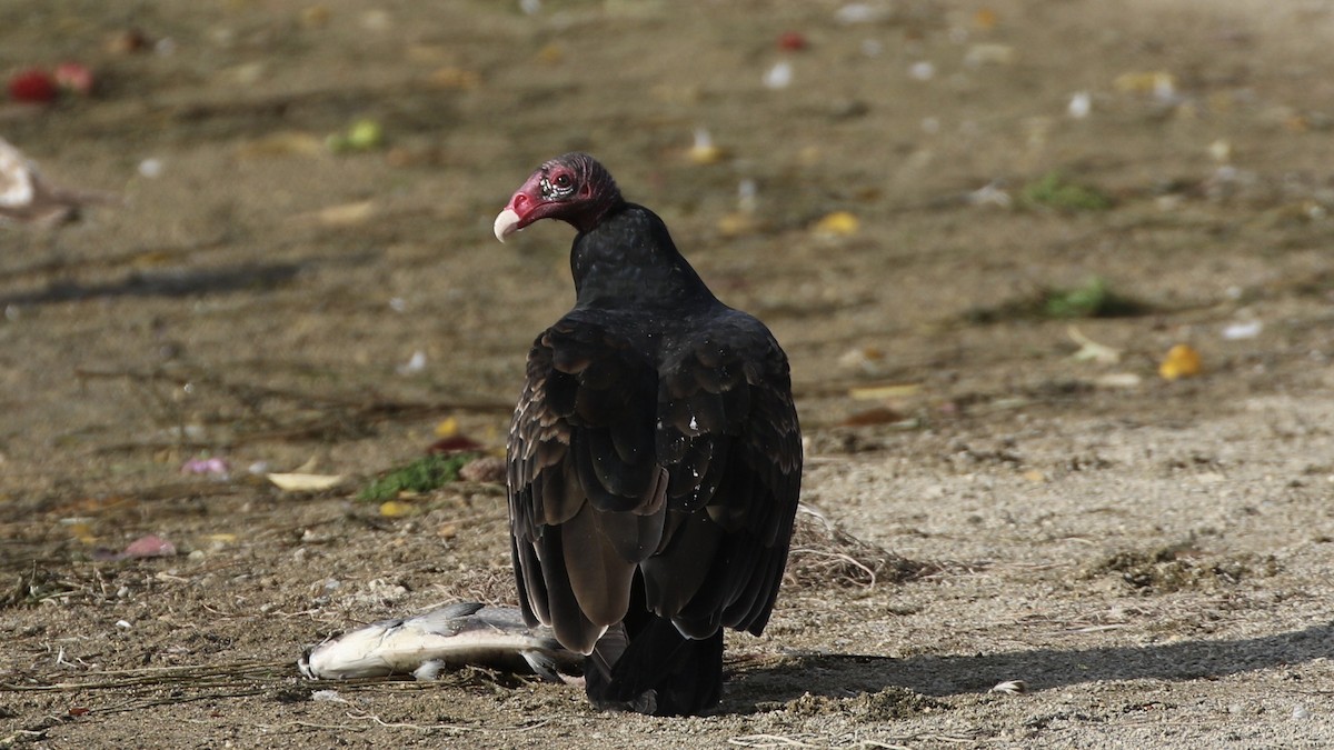 Turkey Vulture - ML610335808