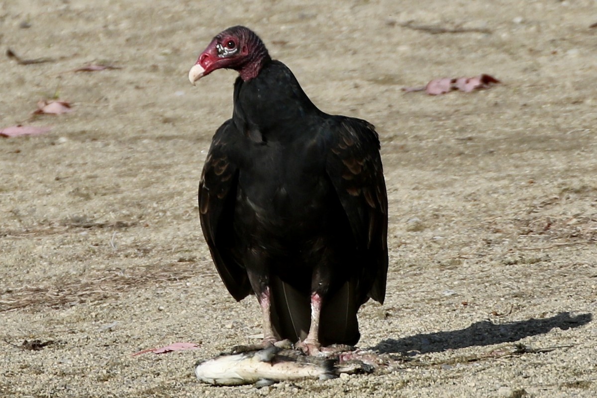 Turkey Vulture - ML610335813