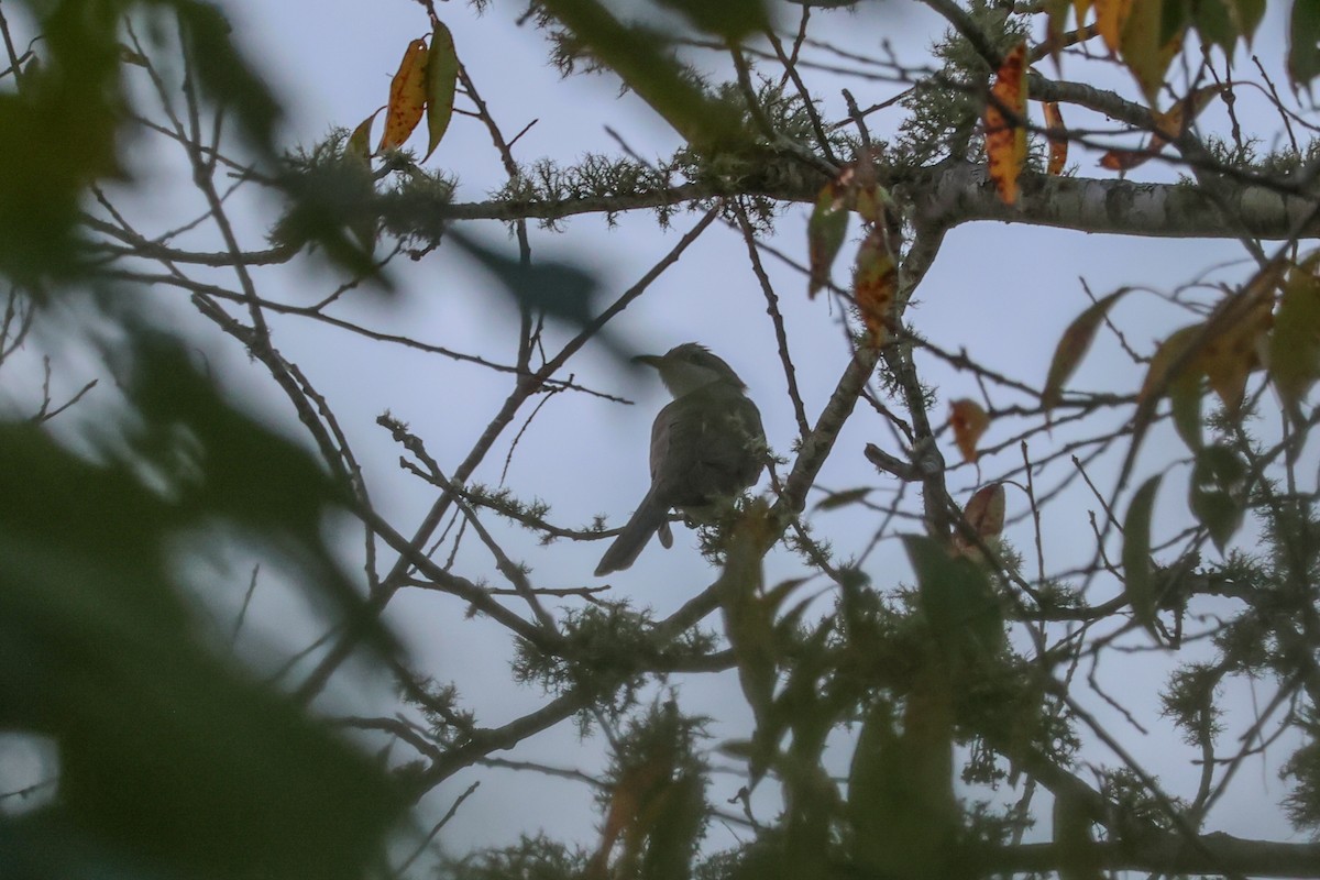 Yellow-billed Cuckoo - ML610335935