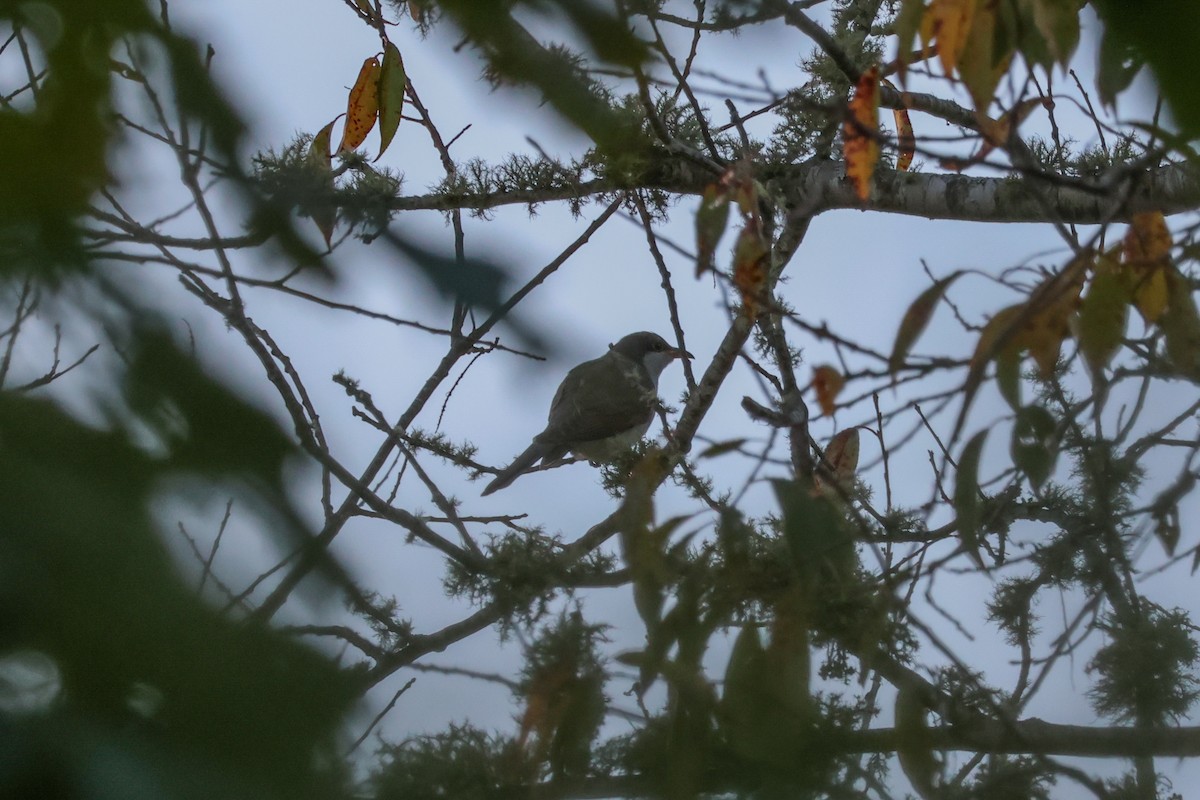 Yellow-billed Cuckoo - ML610335936