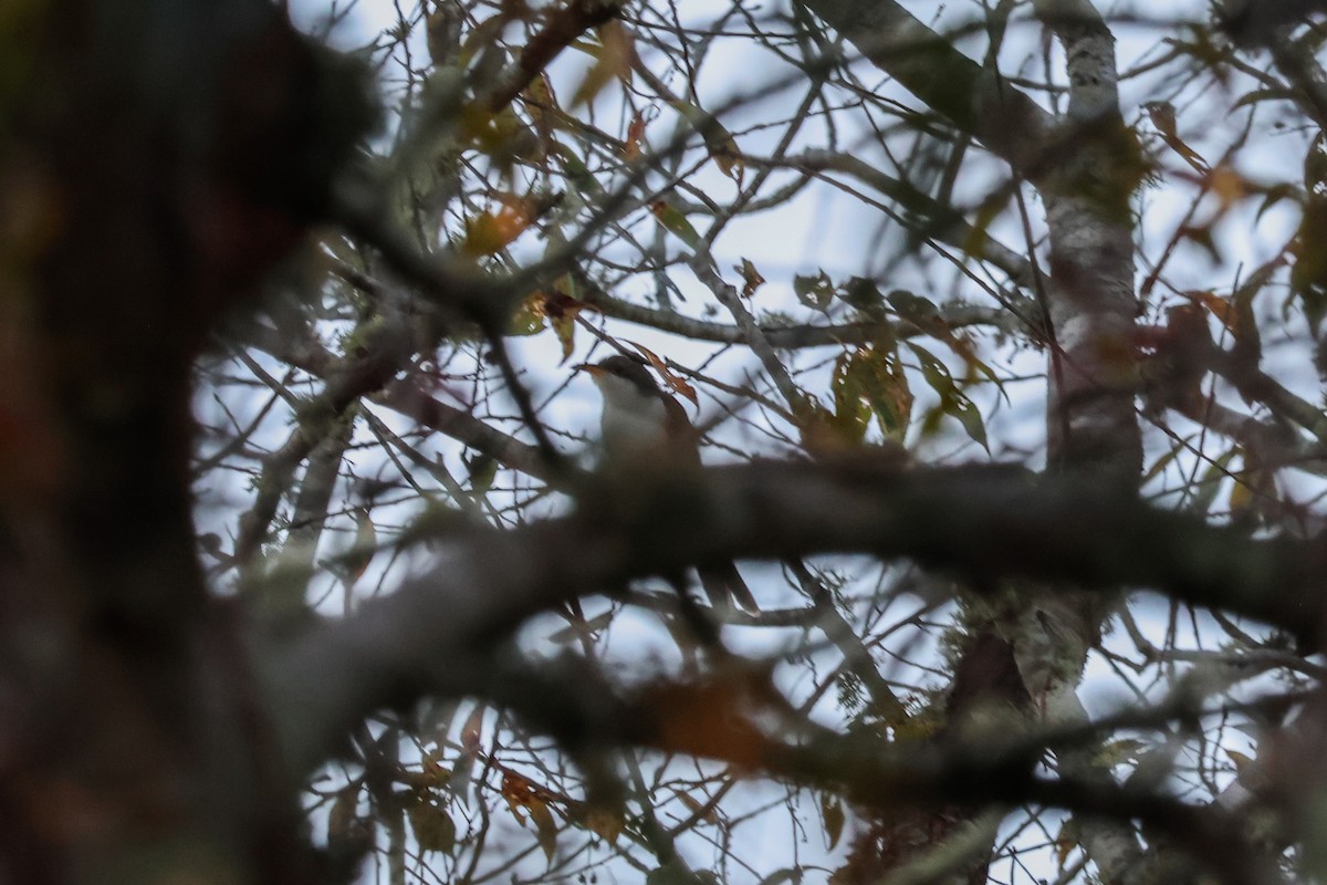 Yellow-billed Cuckoo - ML610335938