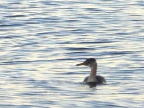 Red-necked Grebe - ML610335965