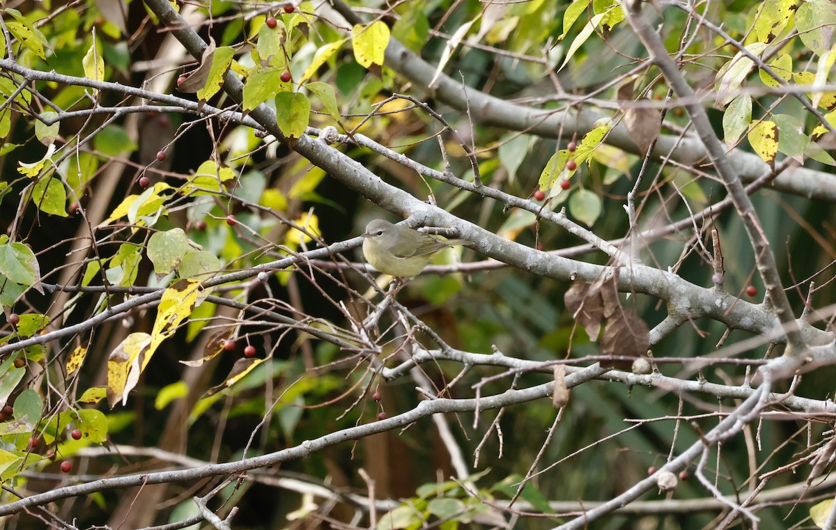 Orange-crowned Warbler - ML610336028