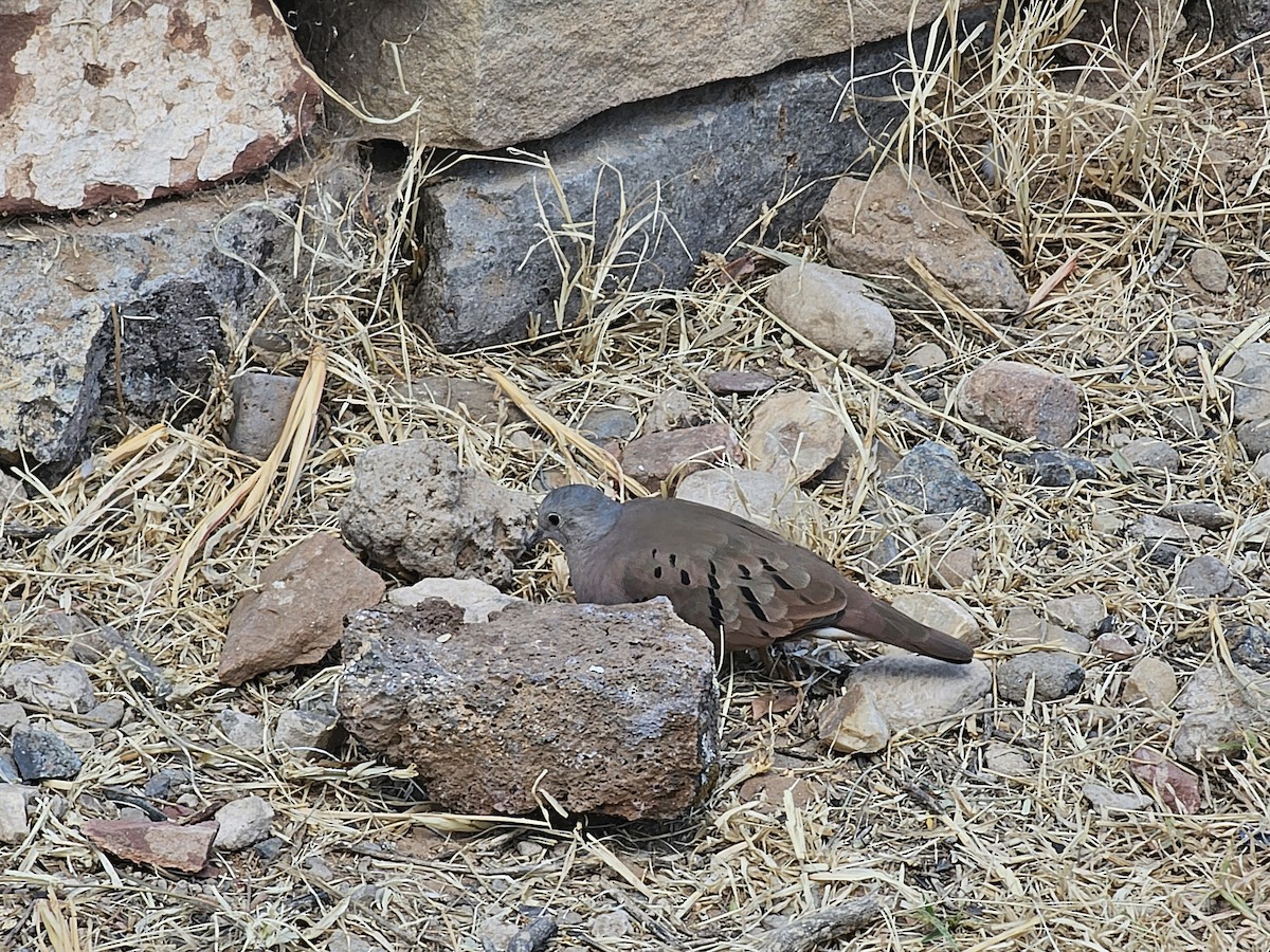 Ruddy Ground Dove - ML610336051