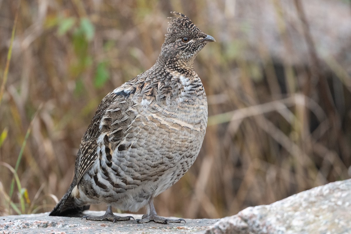 Ruffed Grouse - ML610336069