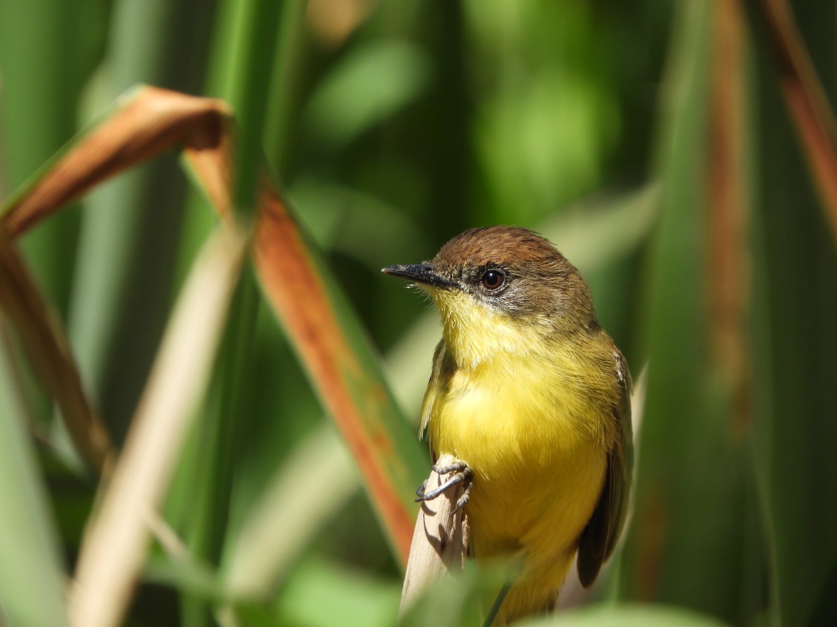 Warbling Doradito - Franco Palandri