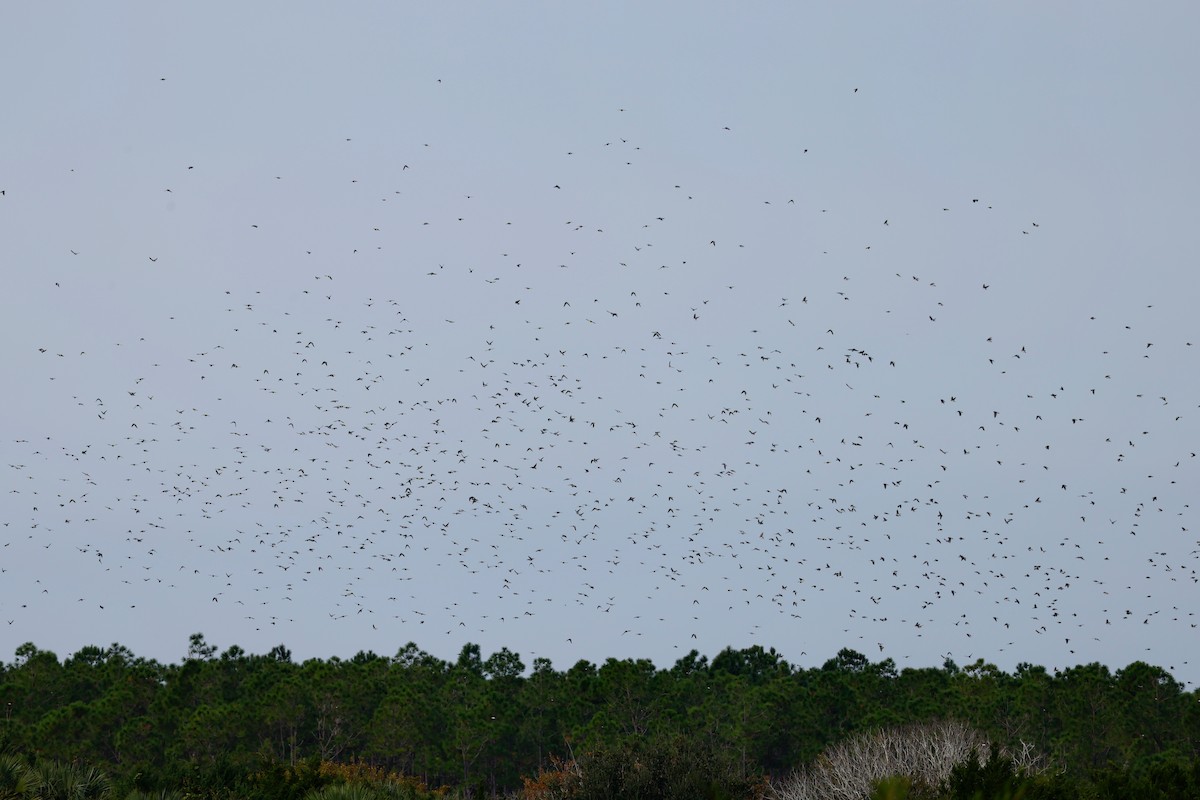 Tree Swallow - ML610336194