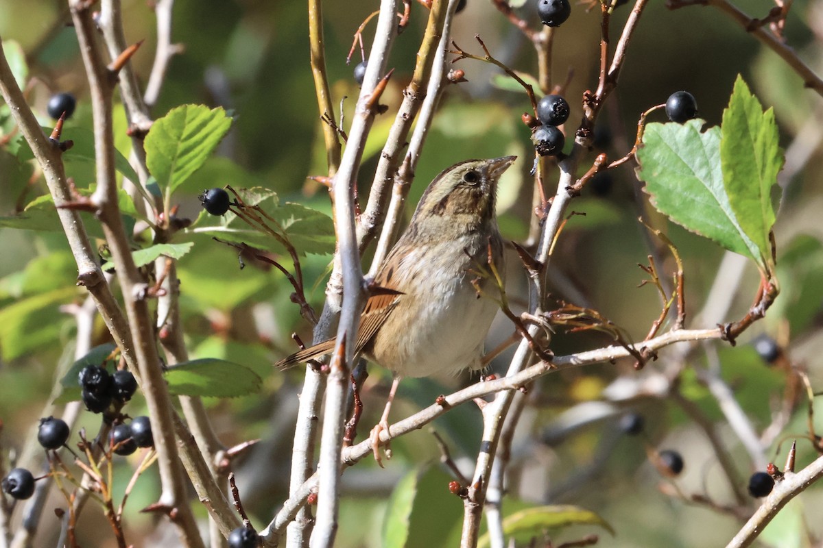 Swamp Sparrow - Scott Morrical