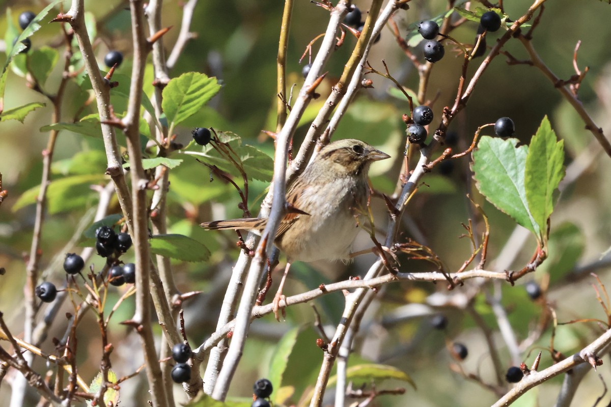 Swamp Sparrow - Scott Morrical