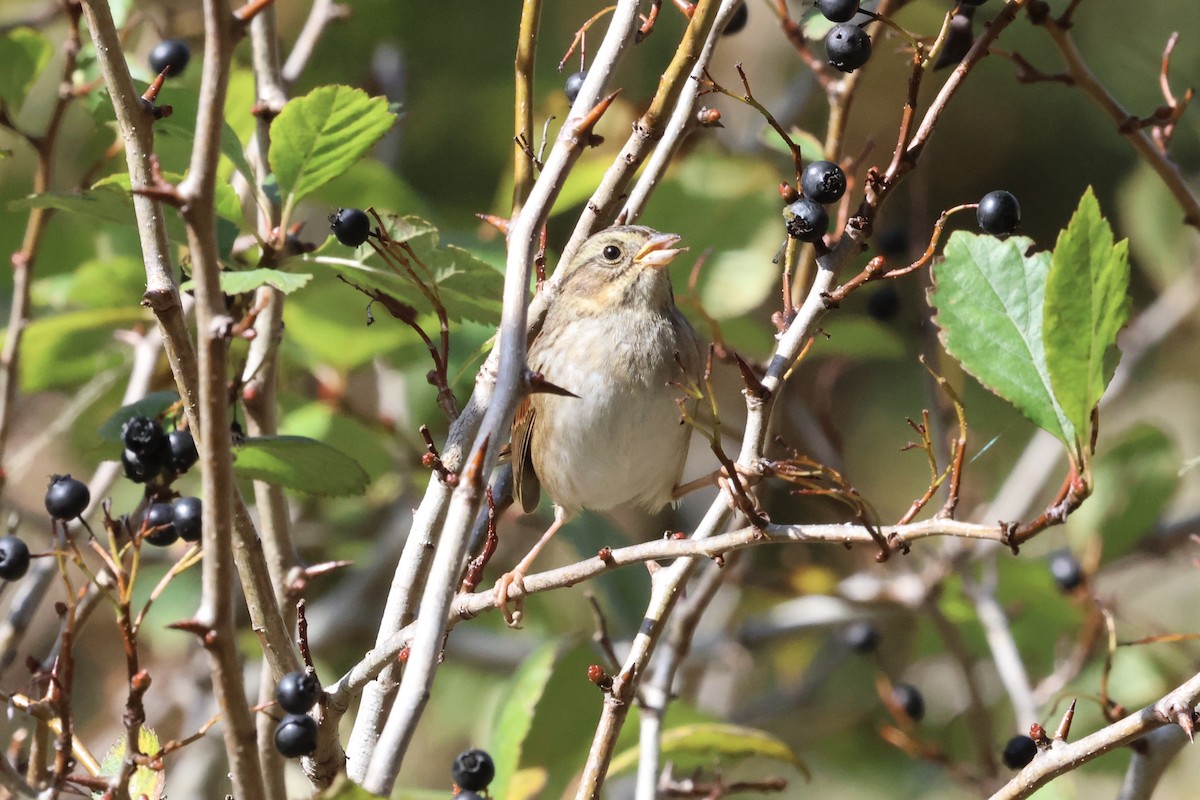 Swamp Sparrow - ML610336221