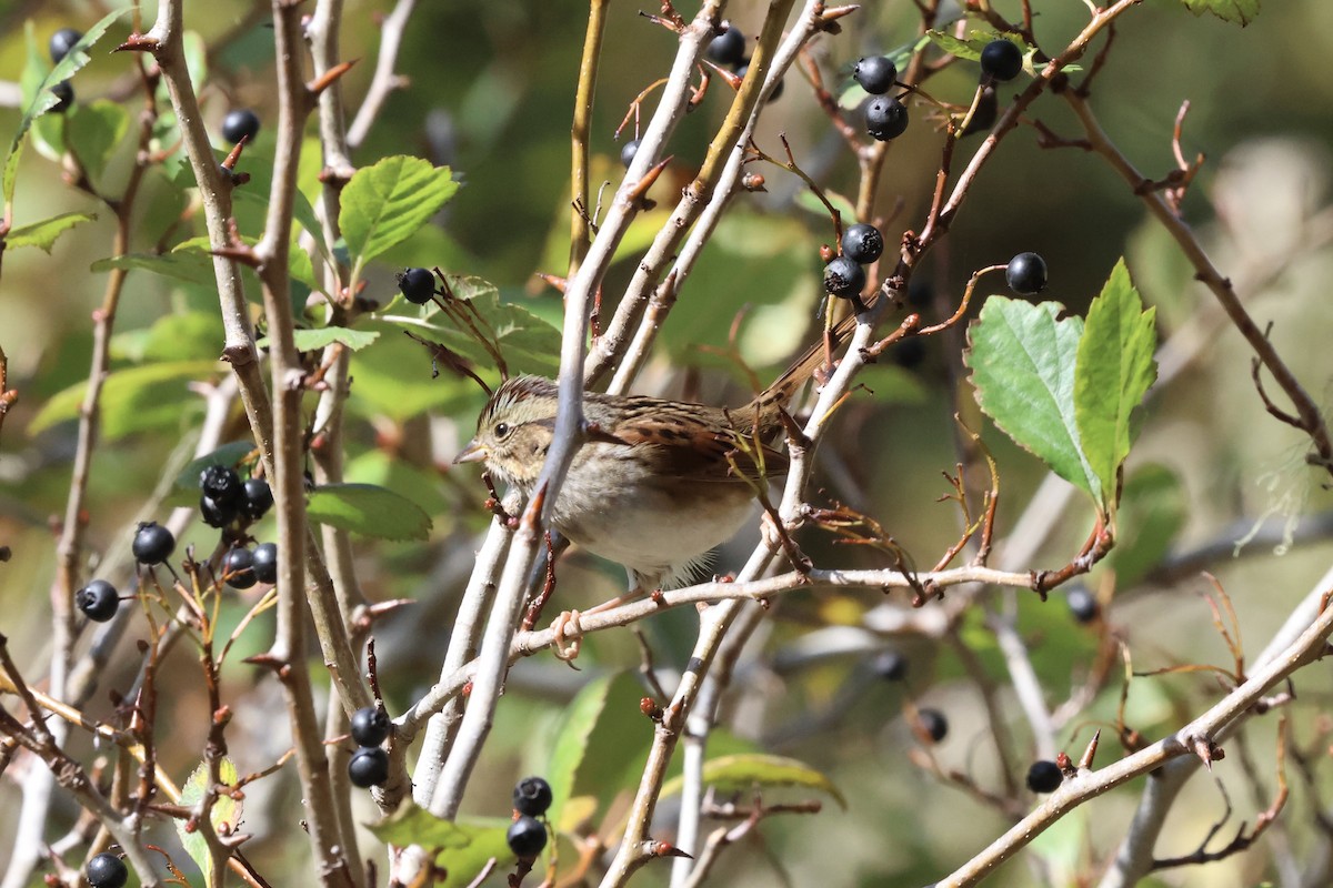 Swamp Sparrow - ML610336222