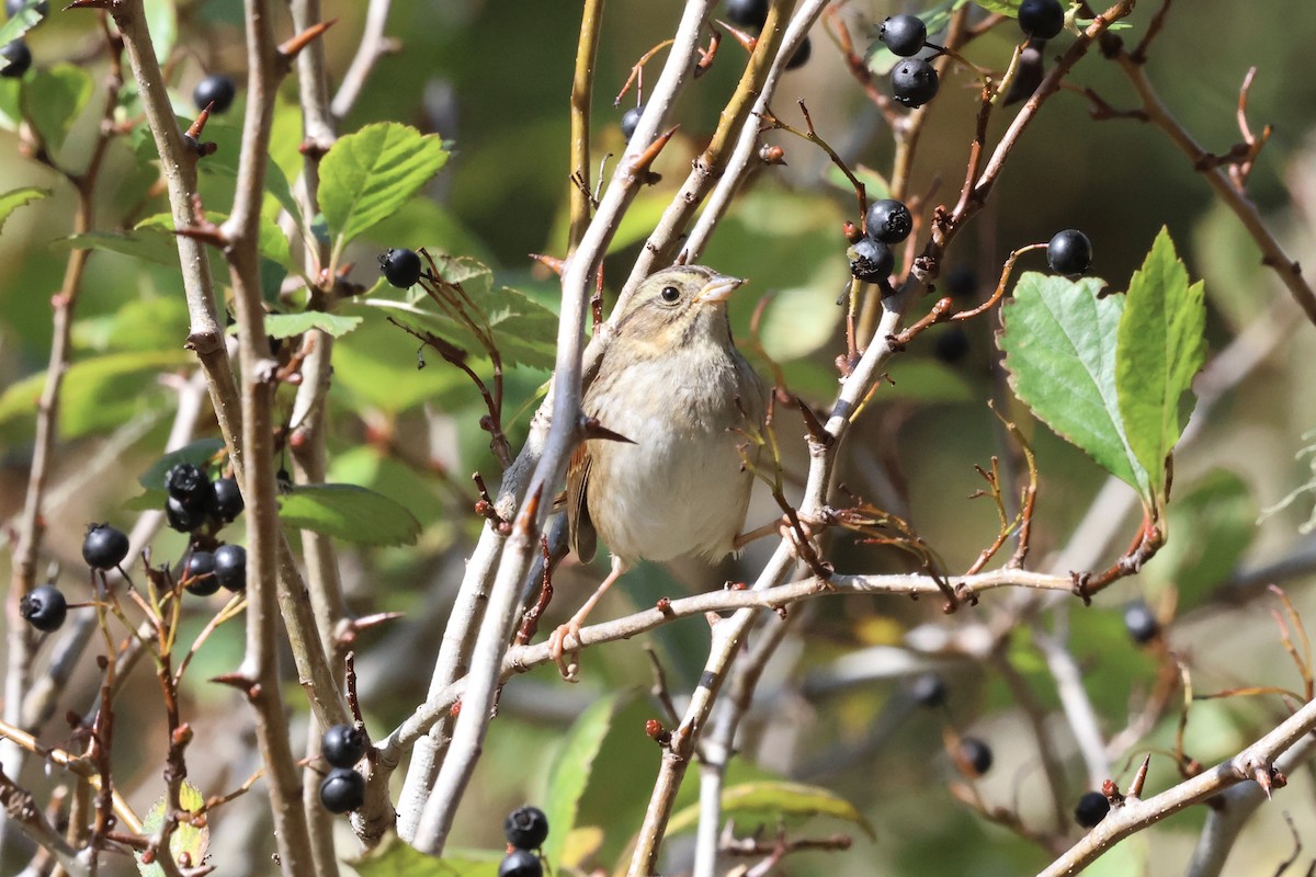 Swamp Sparrow - ML610336225