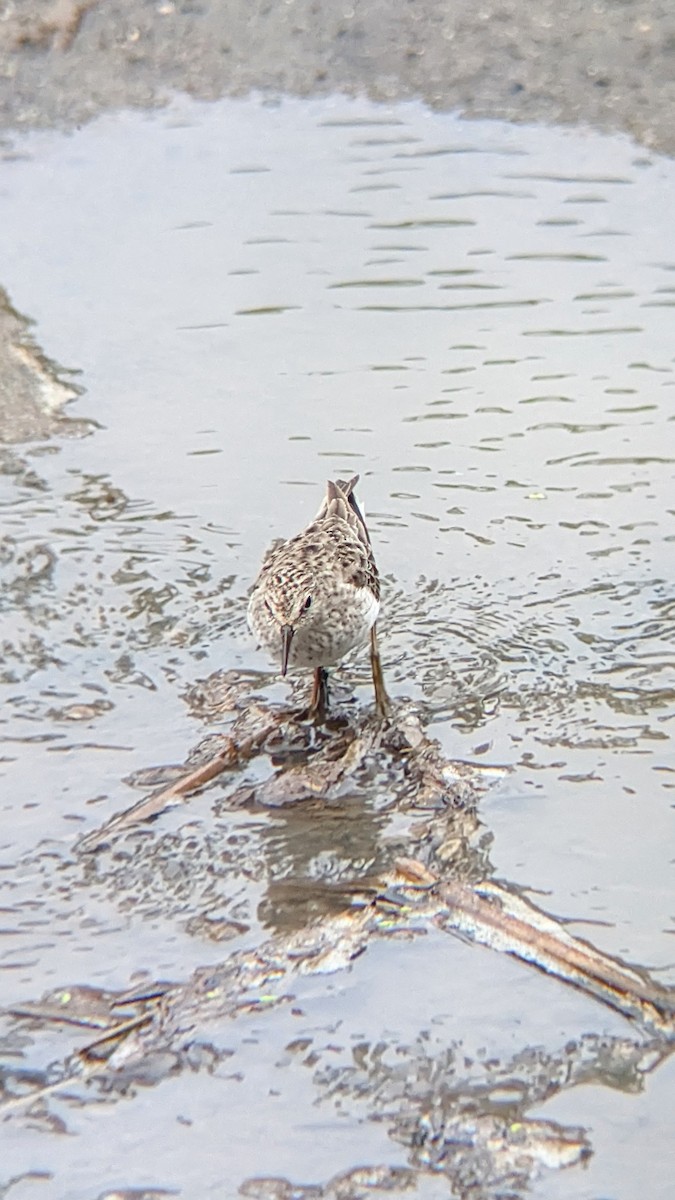 Least Sandpiper - ML610336410