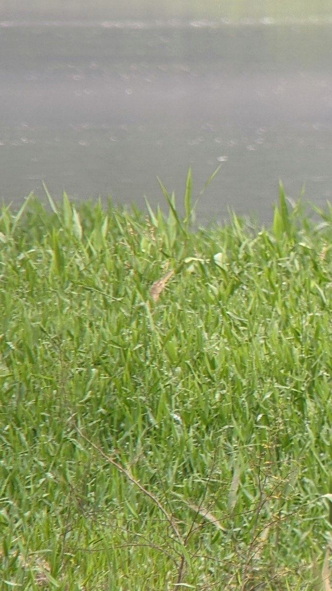 Pinnated Bittern - ML610336421