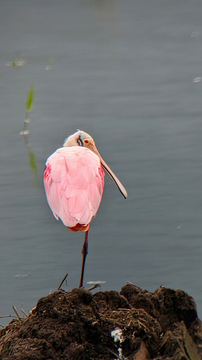 Roseate Spoonbill - ML610336436
