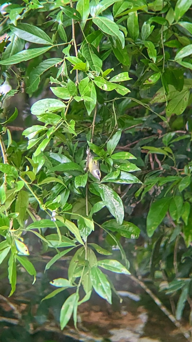 Goldflügel- x Blauflügel-Waldsänger (F2-Hybrid) - ML610336458