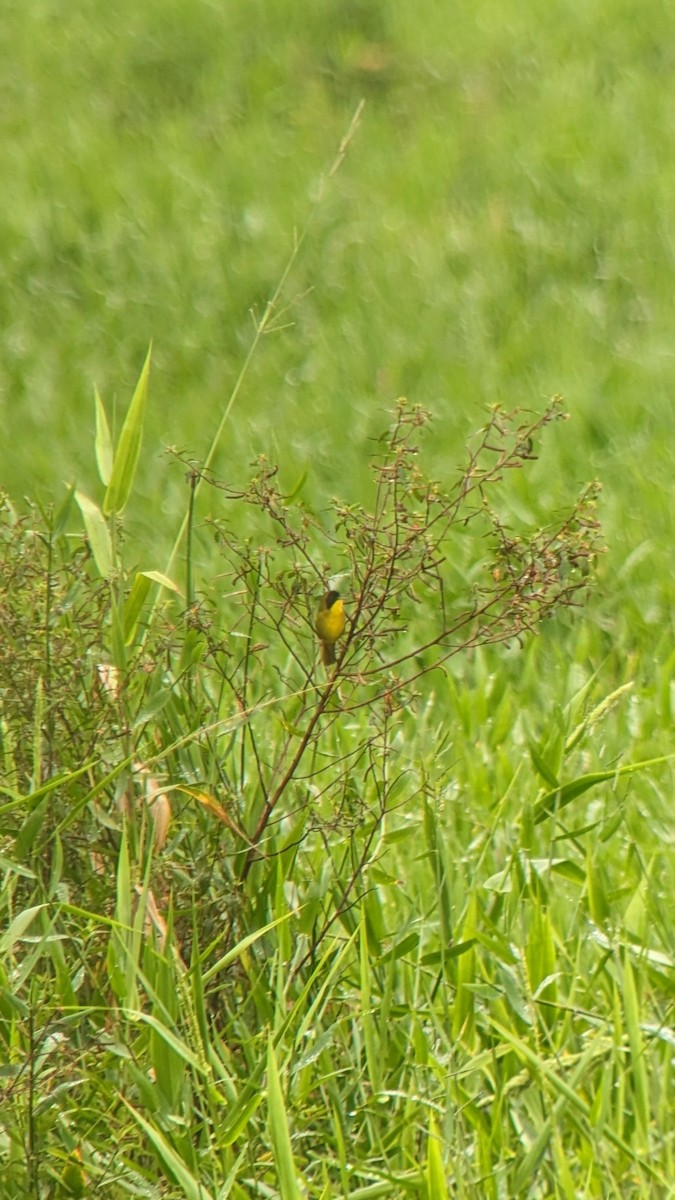 Olive-crowned Yellowthroat - Daniel Fonseca