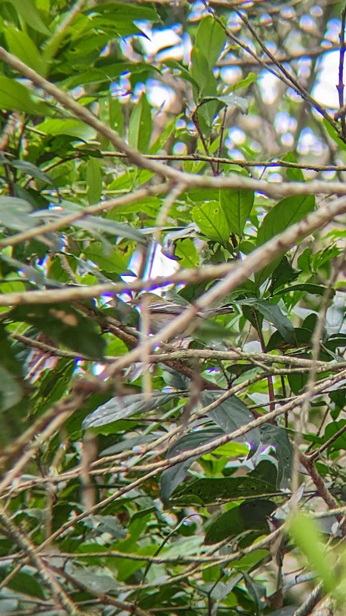 Bay-breasted Warbler - ML610336480