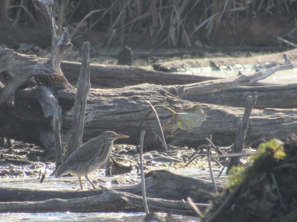 Green Heron - ML610336489