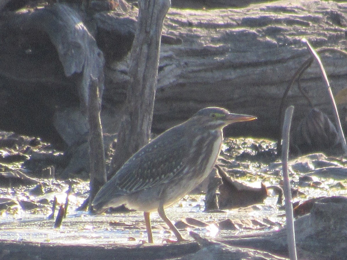 Green Heron - ML610336492