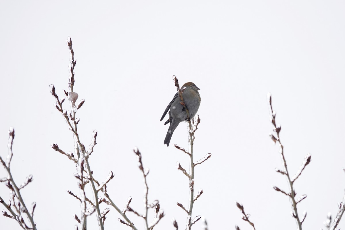 Pine Grosbeak - Randall M