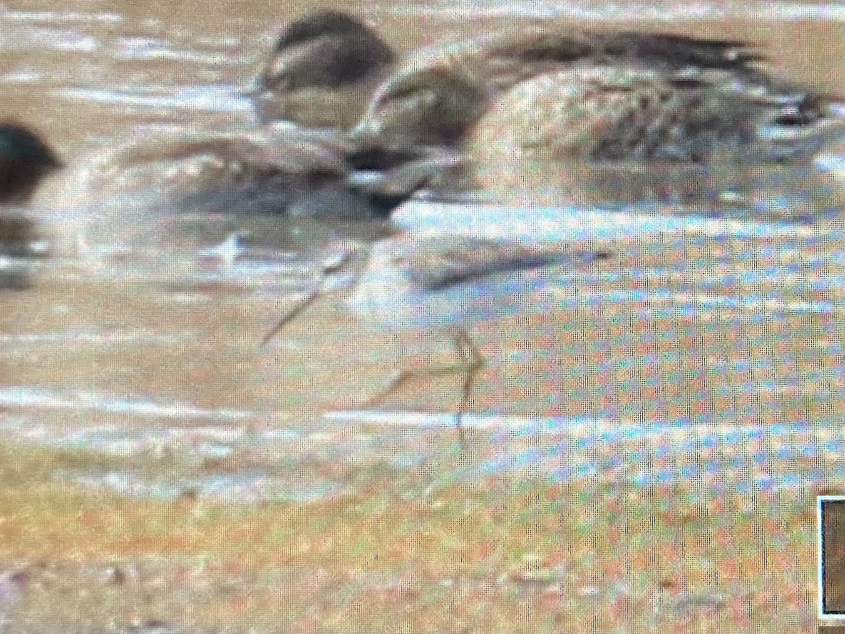 Stilt Sandpiper - ML610336517