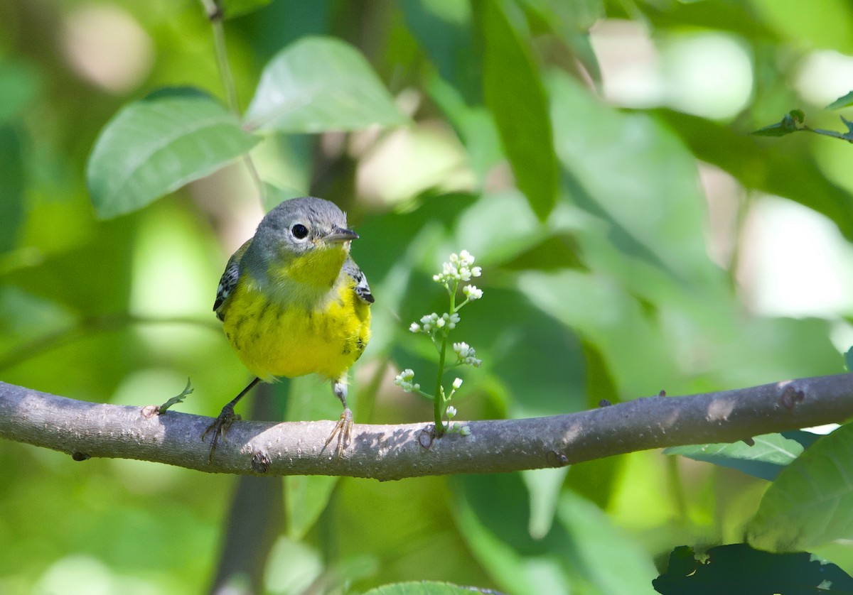 Magnolia Warbler - ML610336523