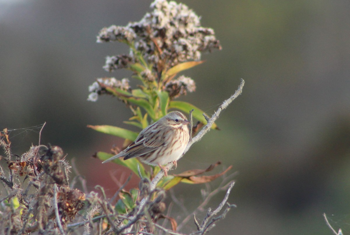 Savannah Sparrow (Ipswich) - ML610336594