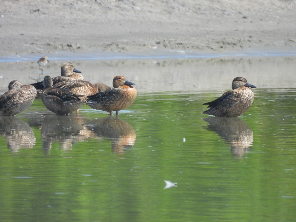 Blue-winged Teal - ML610336616