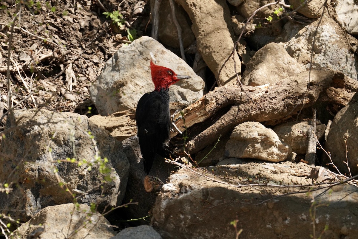 Magellanic Woodpecker - ML610336639