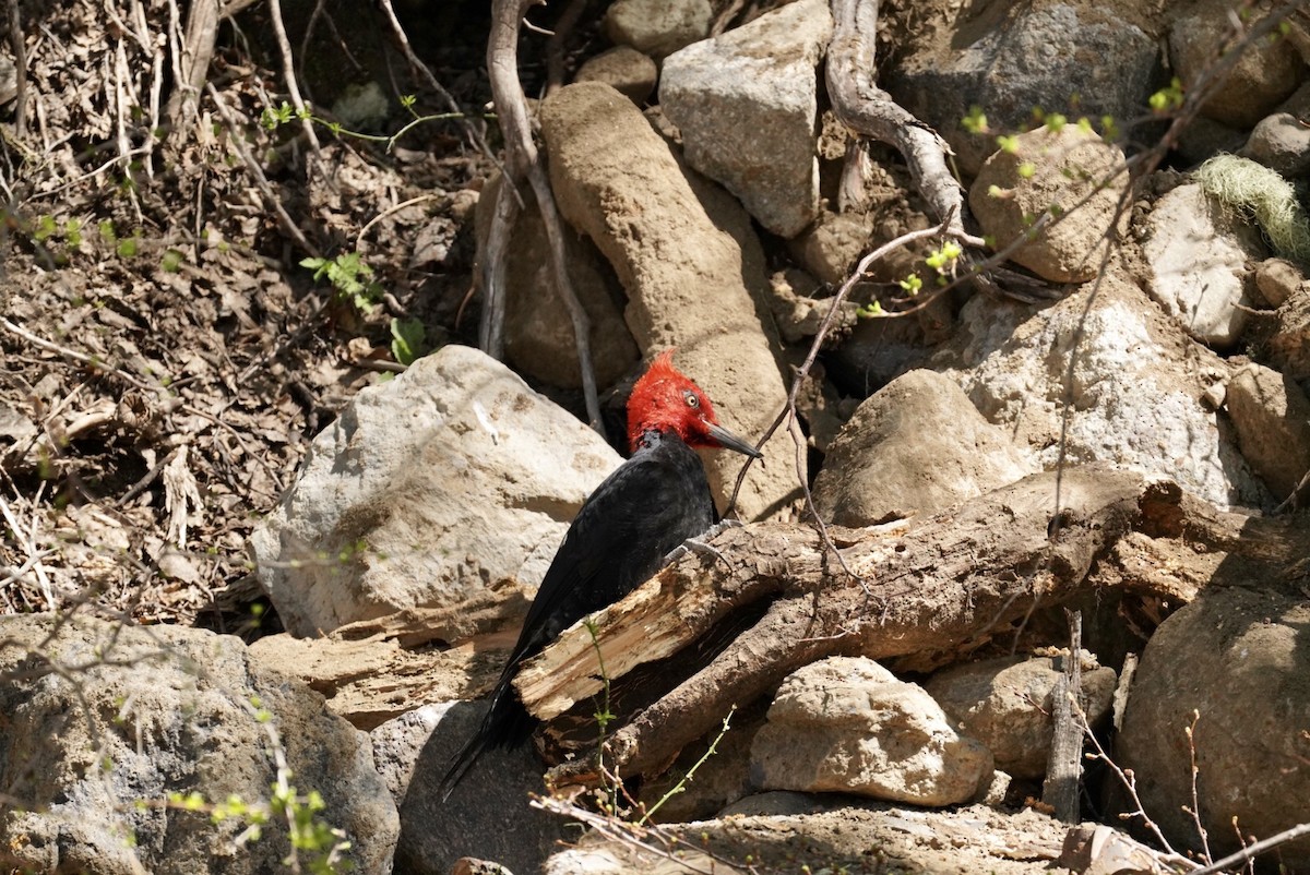 Magellanic Woodpecker - ML610336641