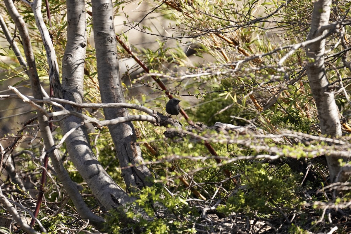 Magellanic Tapaculo - ML610336648