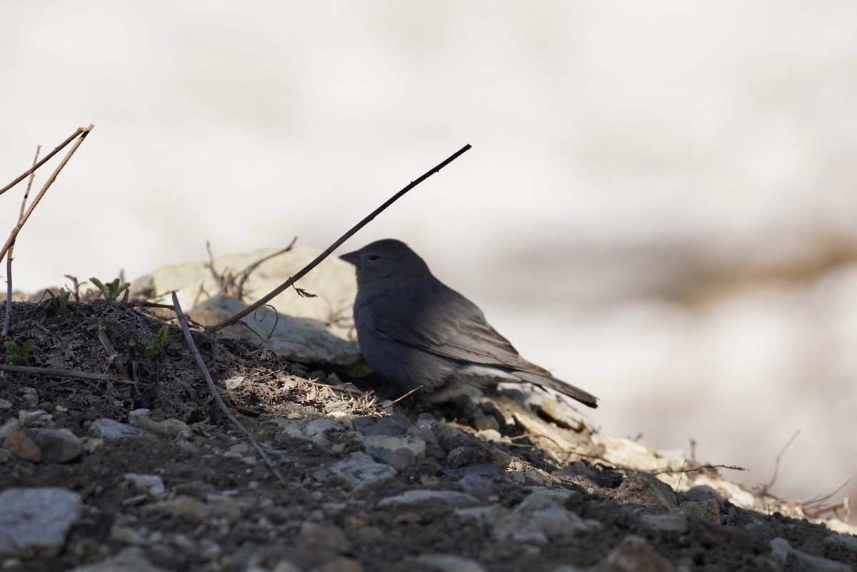 Plumbeous Sierra Finch - ML610336657